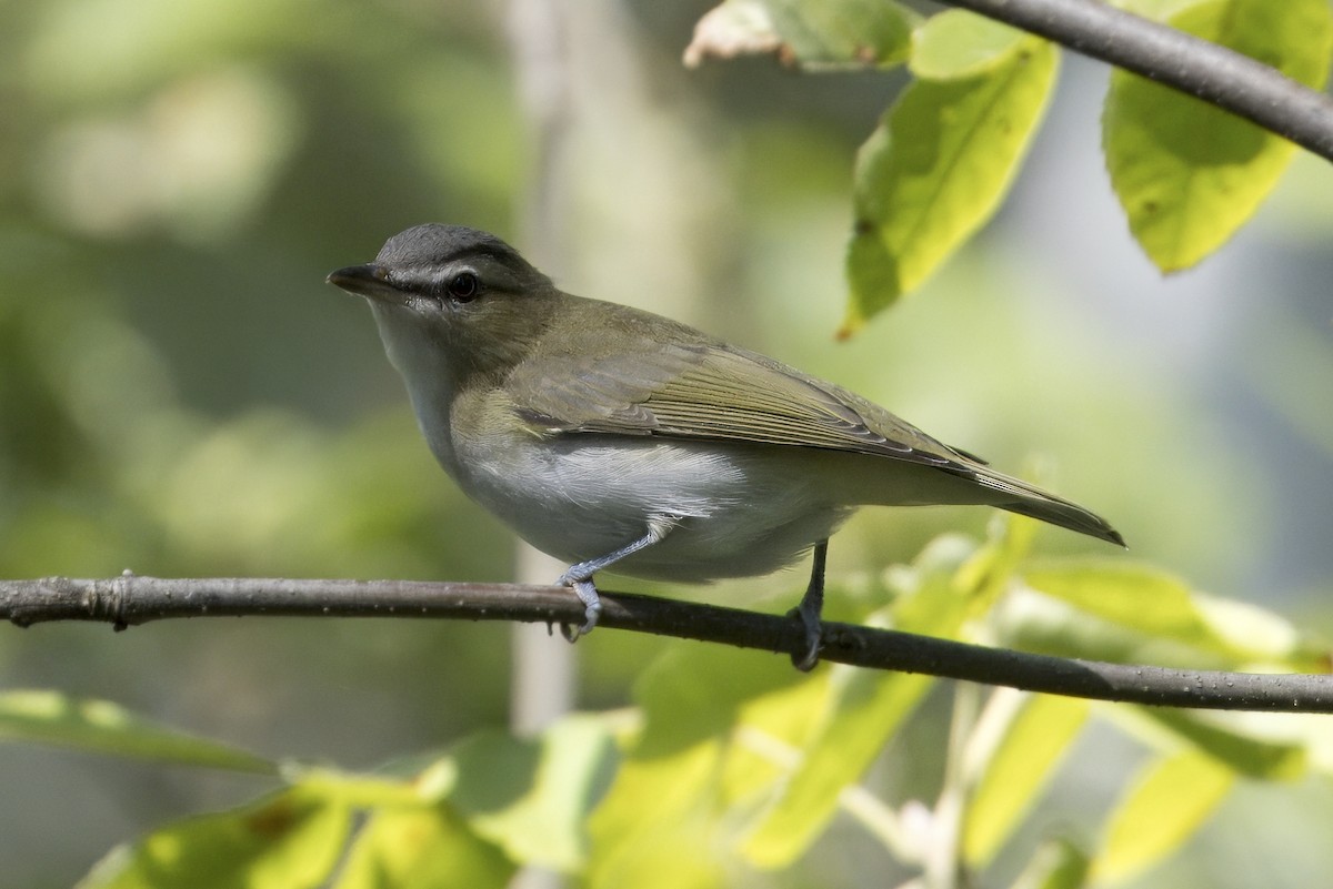 Red-eyed Vireo - ML641994633