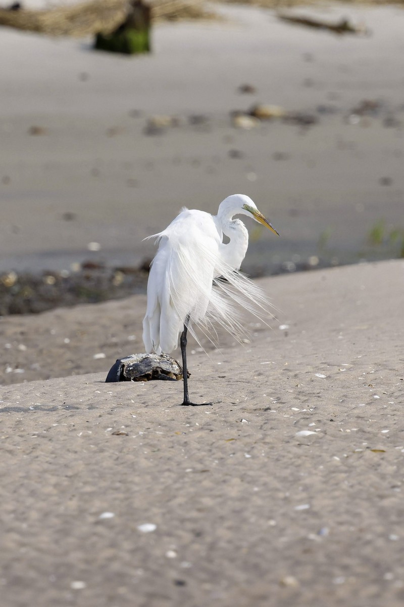 Great Egret - ML641994636