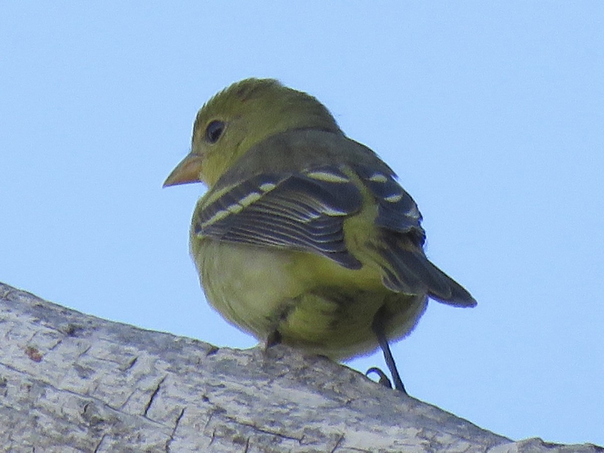 Western Tanager - ML641994647