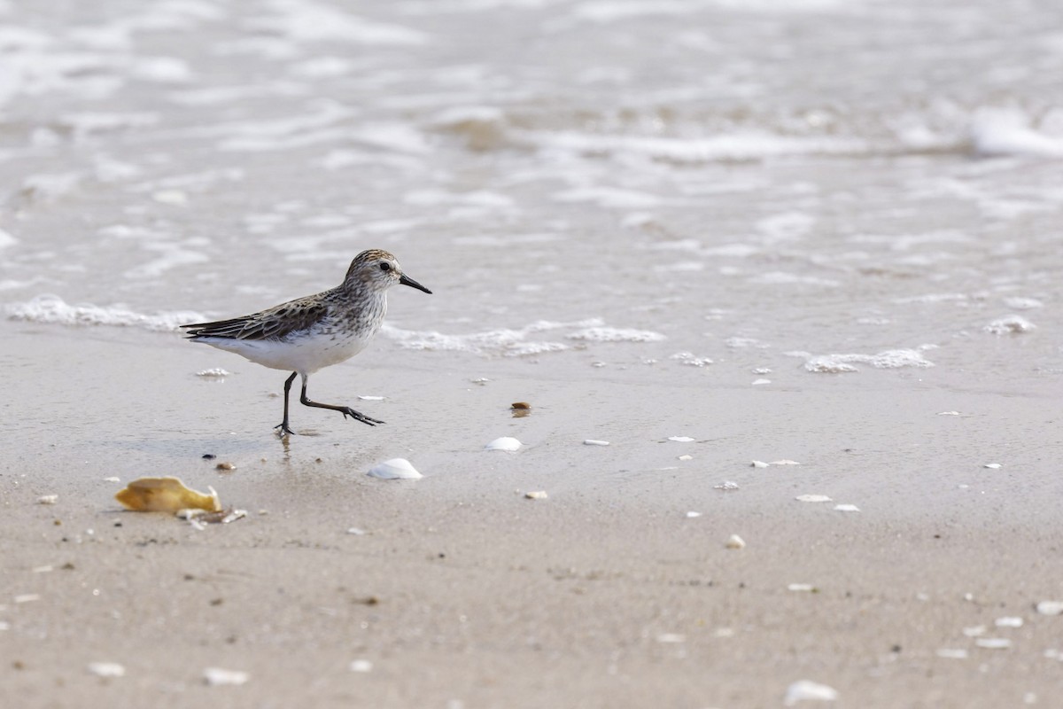 Semipalmated Sandpiper - ML641994653