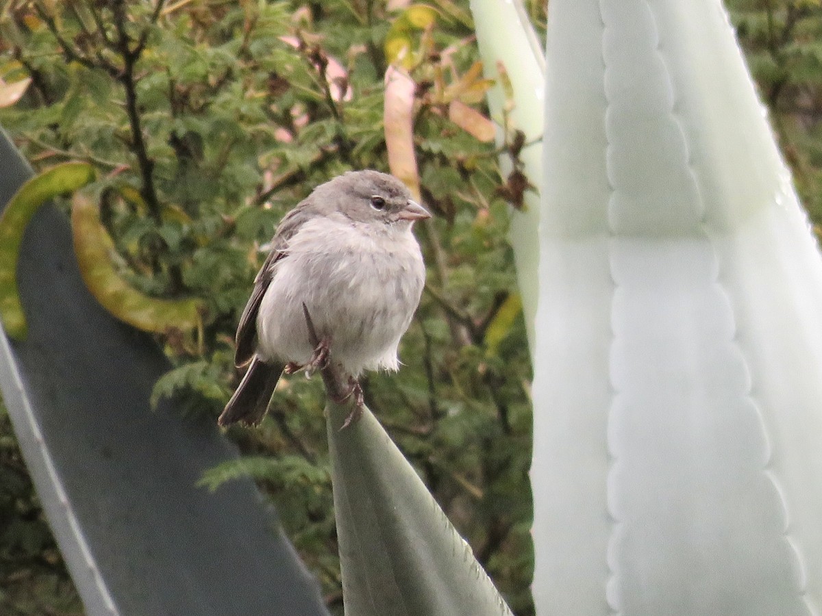 Ash-breasted Sierra Finch - ML641994657