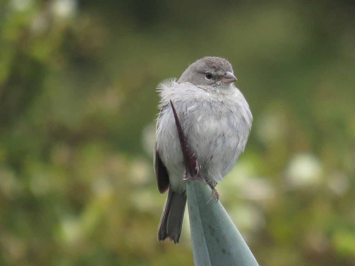 Ash-breasted Sierra Finch - ML641994658