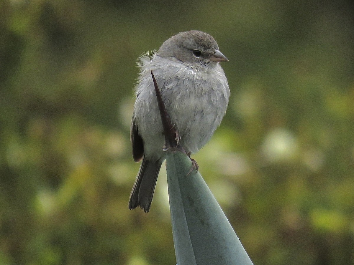 Ash-breasted Sierra Finch - ML641994659