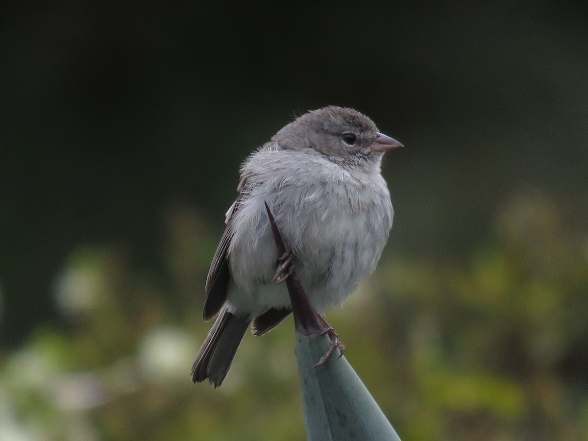 Ash-breasted Sierra Finch - ML641994661