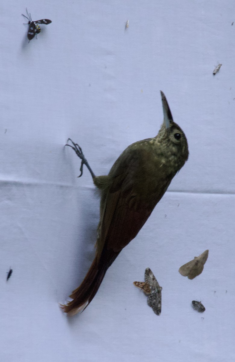Spotted Woodcreeper - ML641994664