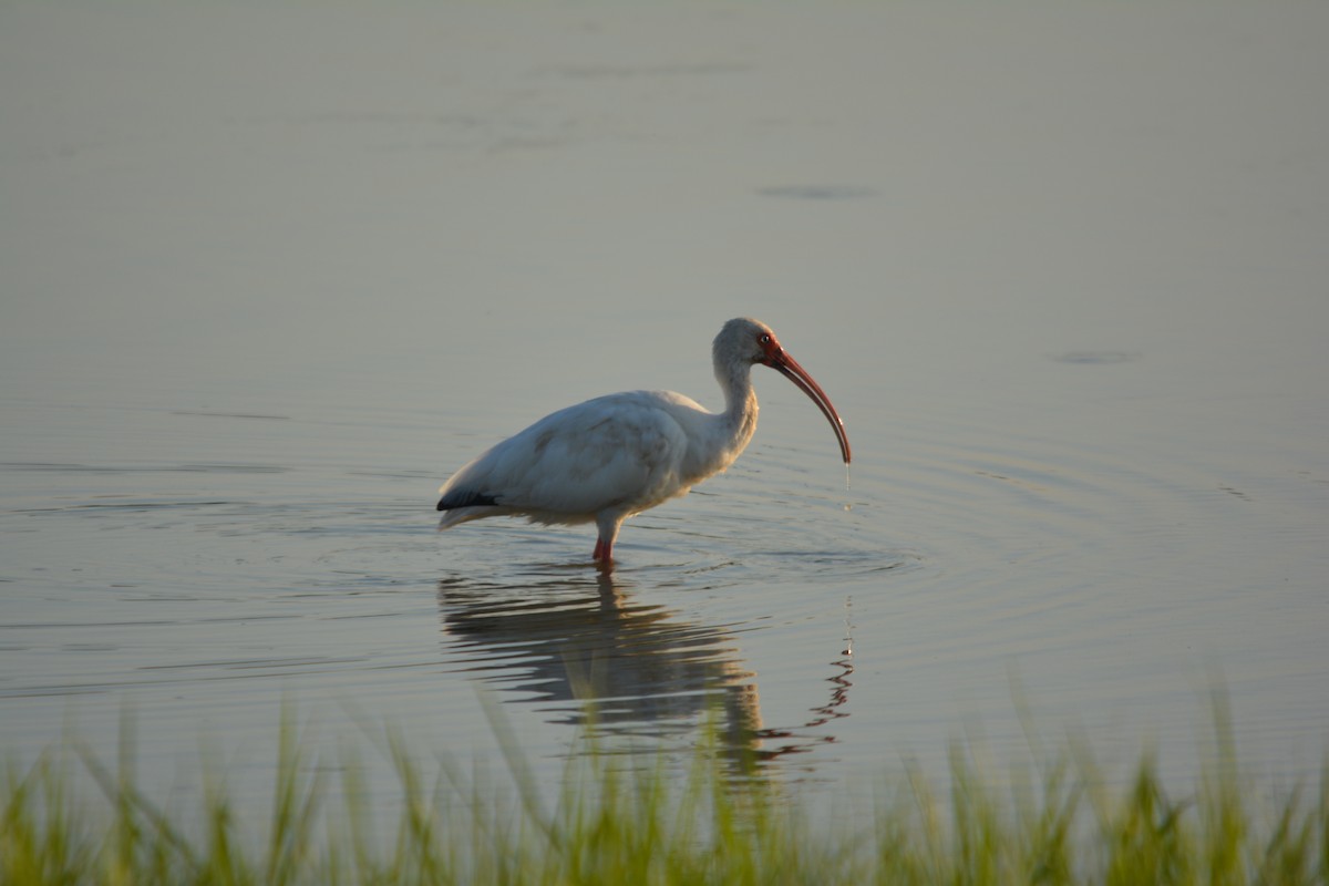 ibis bílý - ML641994665