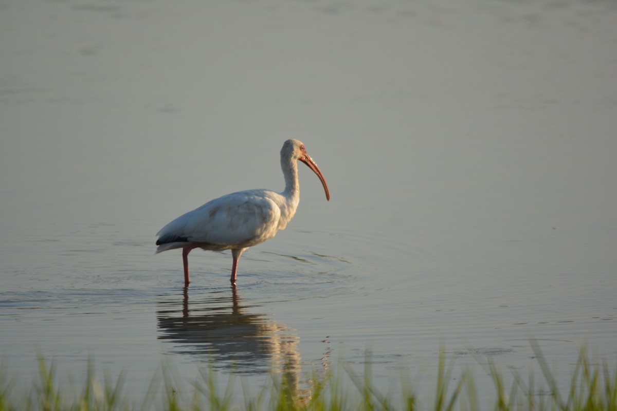 ibis bílý - ML641994666