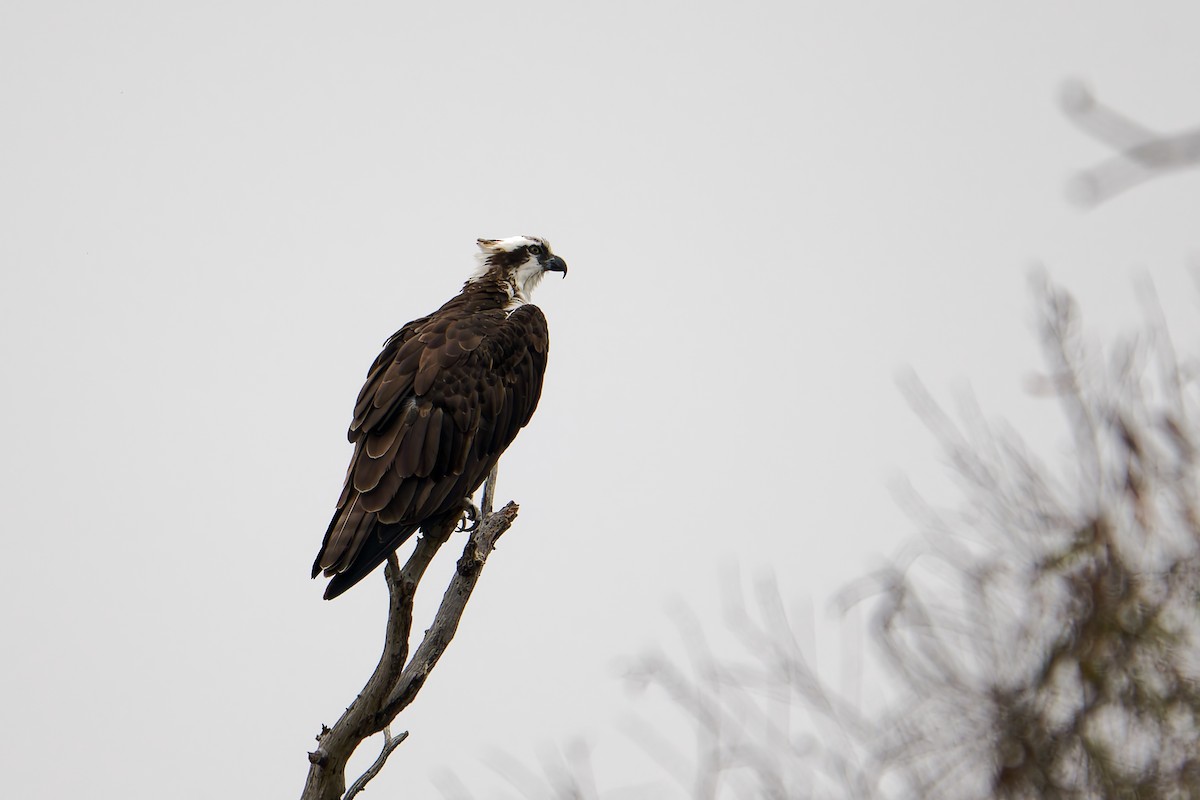 Osprey - ML641994668