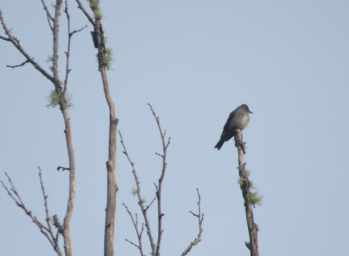 Eastern Wood-Pewee - ML641994719