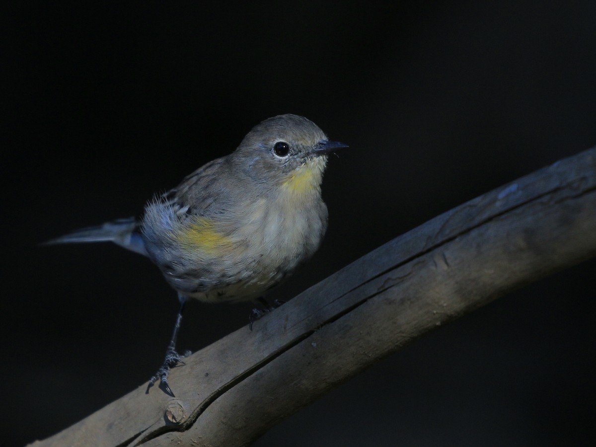 Yellow-rumped Warbler - ML641994725