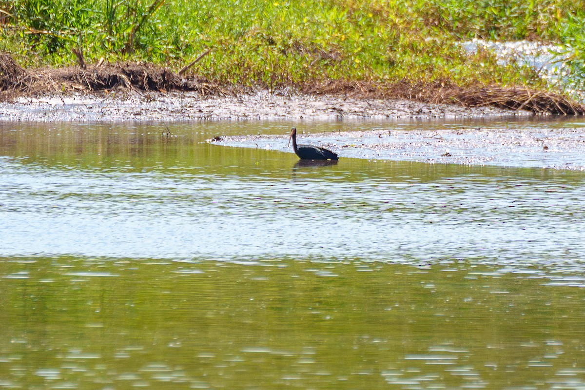 Ibis Afeitado - ML641994730