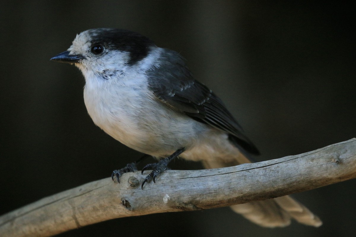 Canada Jay - ML641994732