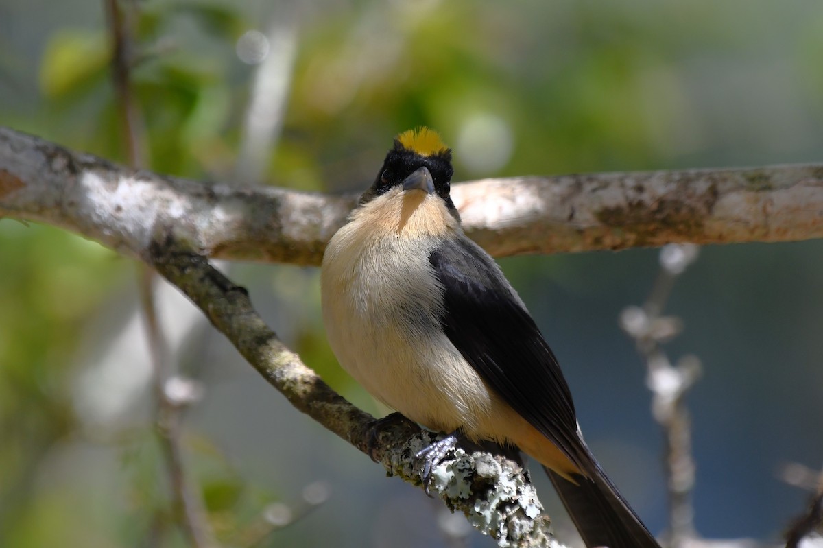 Black-goggled Tanager - ML641994757