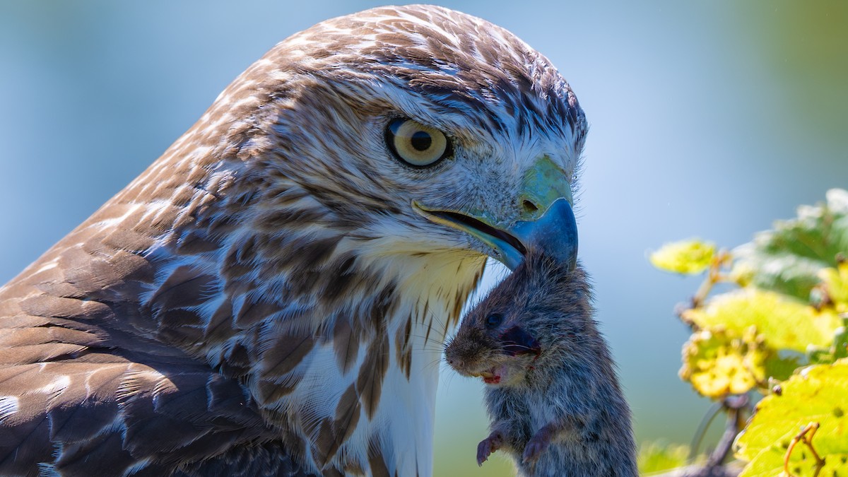 Red-tailed Hawk - ML641994758