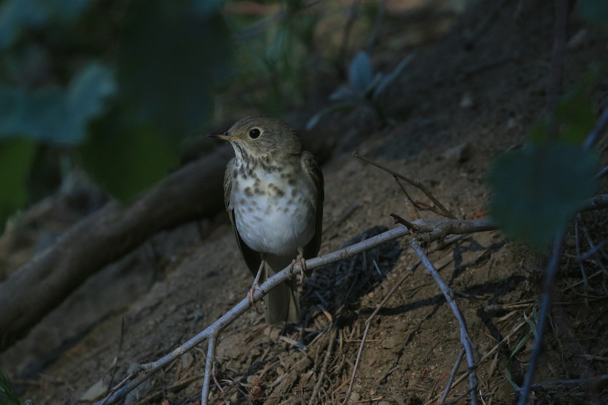 Hermit Thrush - ML641994767