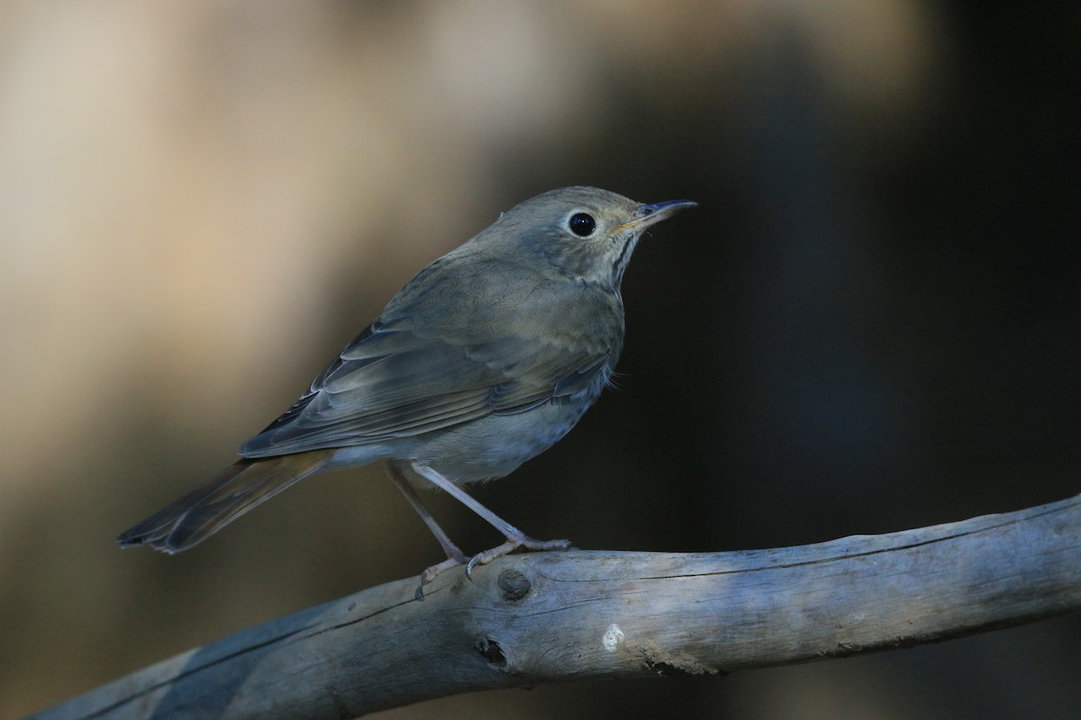 Hermit Thrush - ML641994770