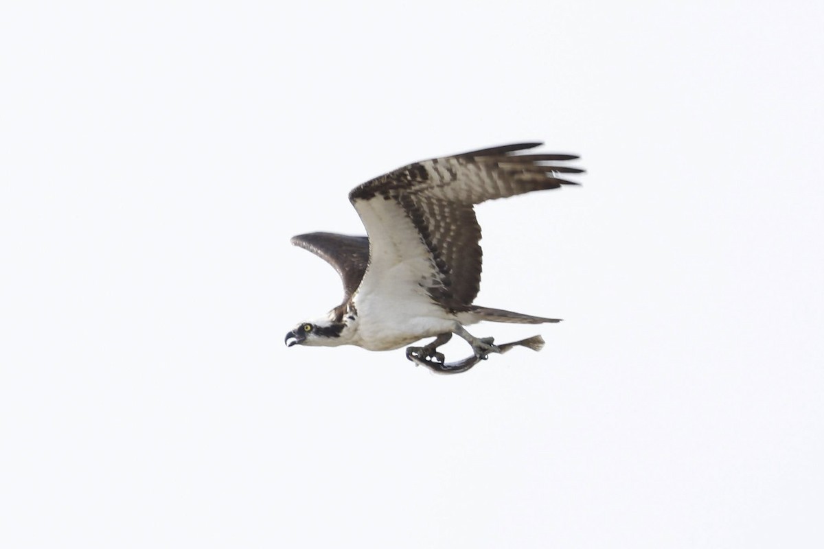 Osprey - ML641994779