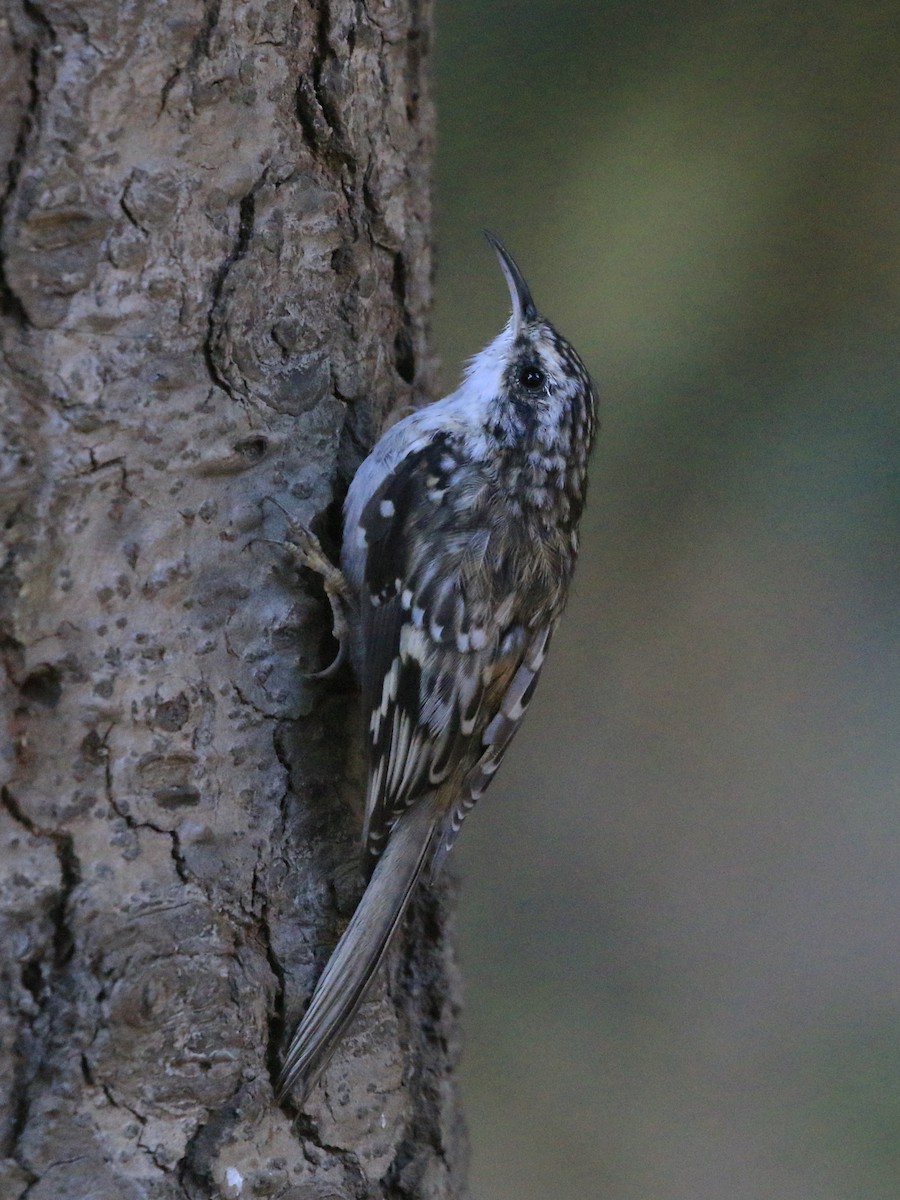 Brown Creeper - ML641994781