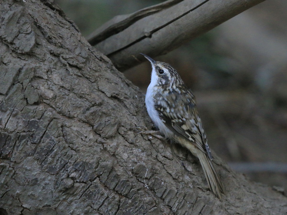 Brown Creeper - ML641994786