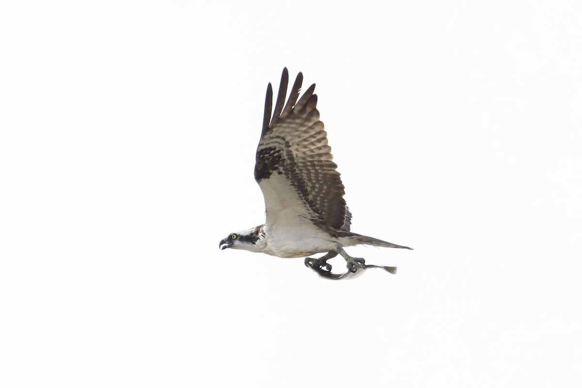 Osprey - ML641994787