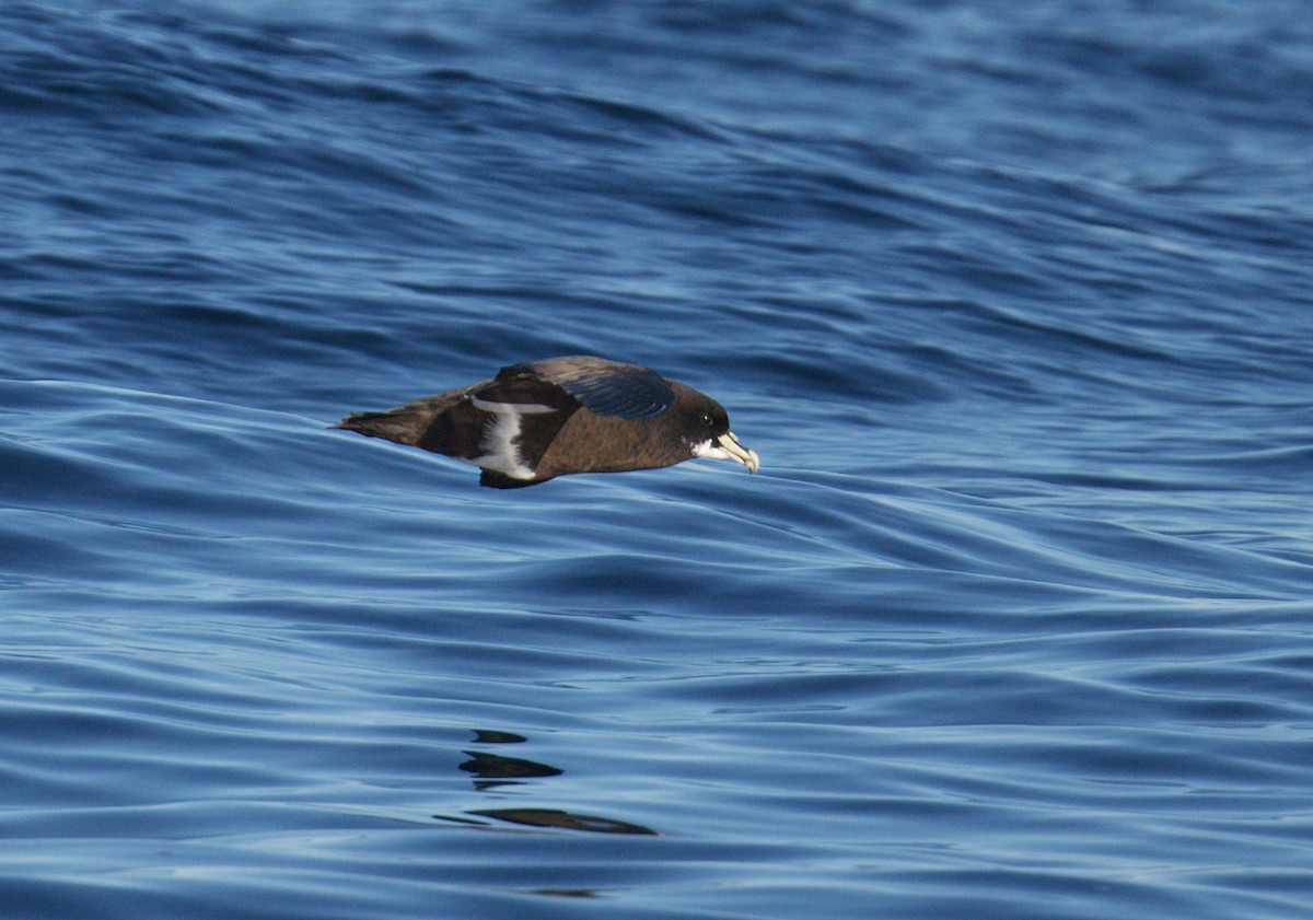 White-chinned Petrel - ML641994794