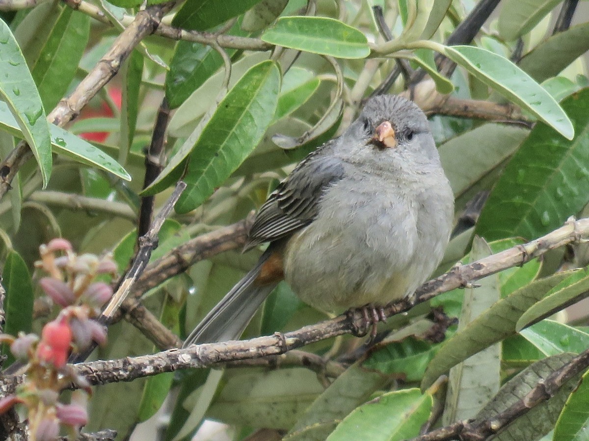 Plain-colored Seedeater - ML641994799