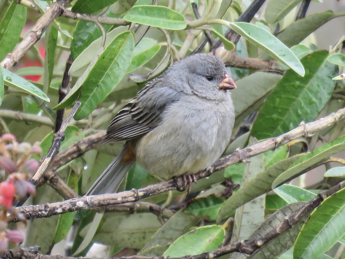 Plain-colored Seedeater - ML641994800