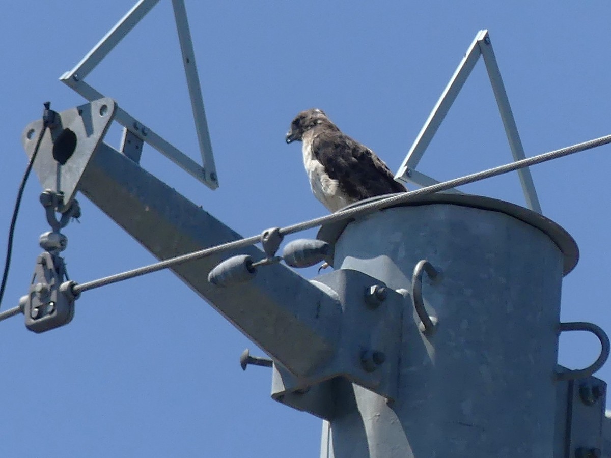 Red-tailed Hawk - ML641994812