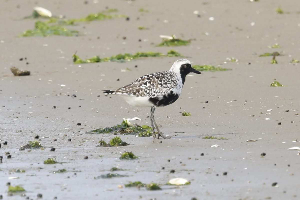Black-bellied Plover - ML641994834