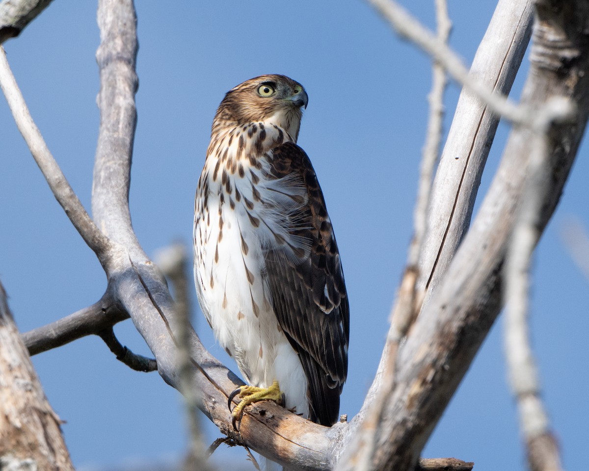 Cooper's Hawk - ML641994836