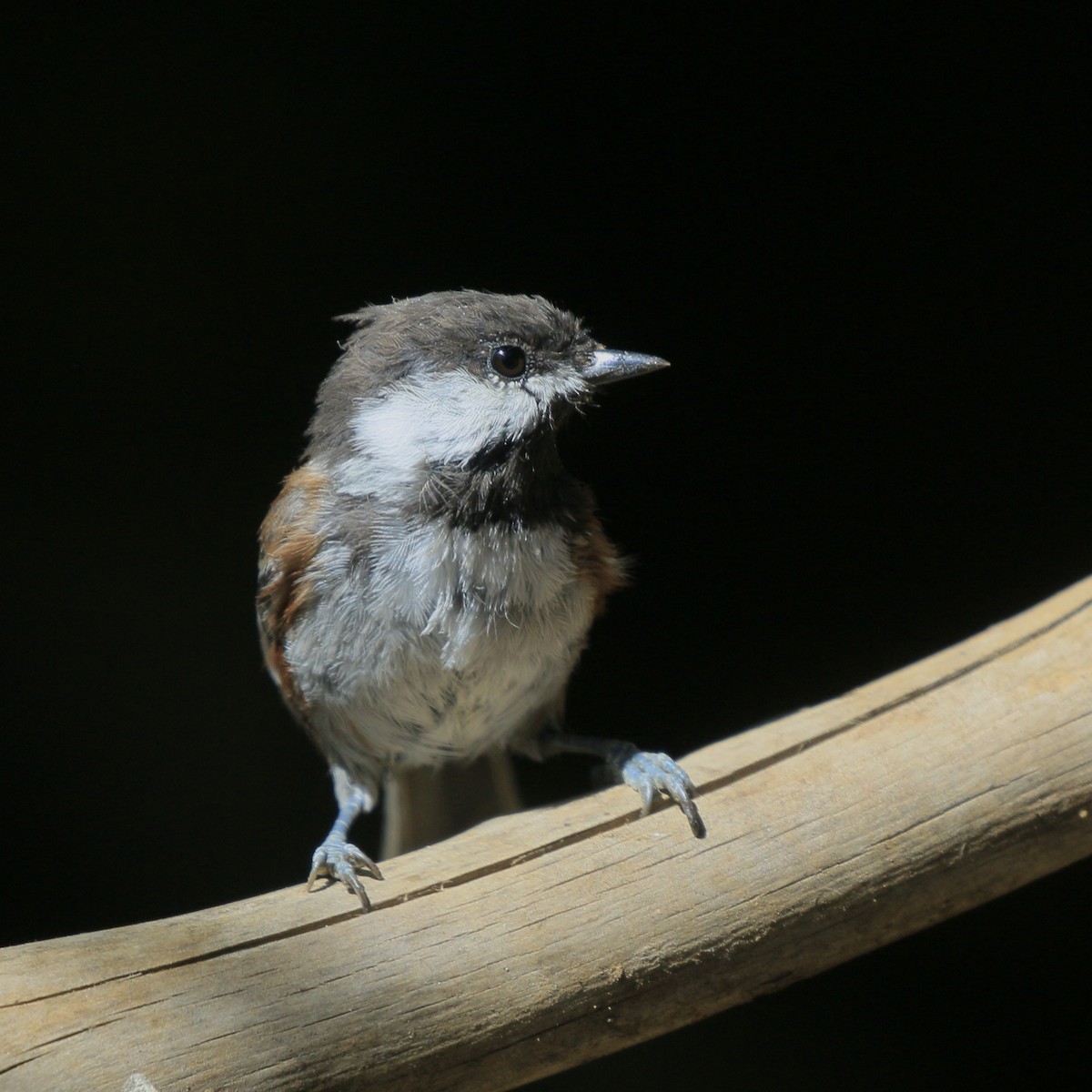 Chestnut-backed Chickadee - ML641994838