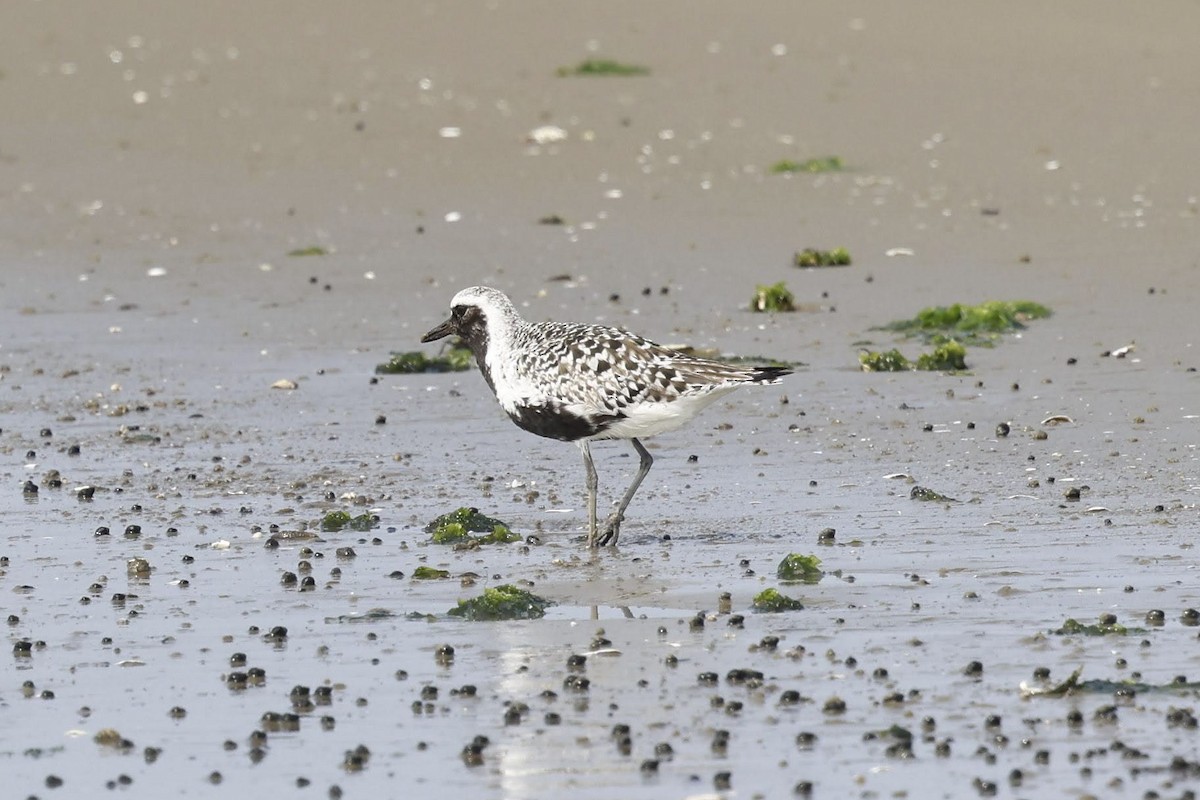 Black-bellied Plover - ML641994839