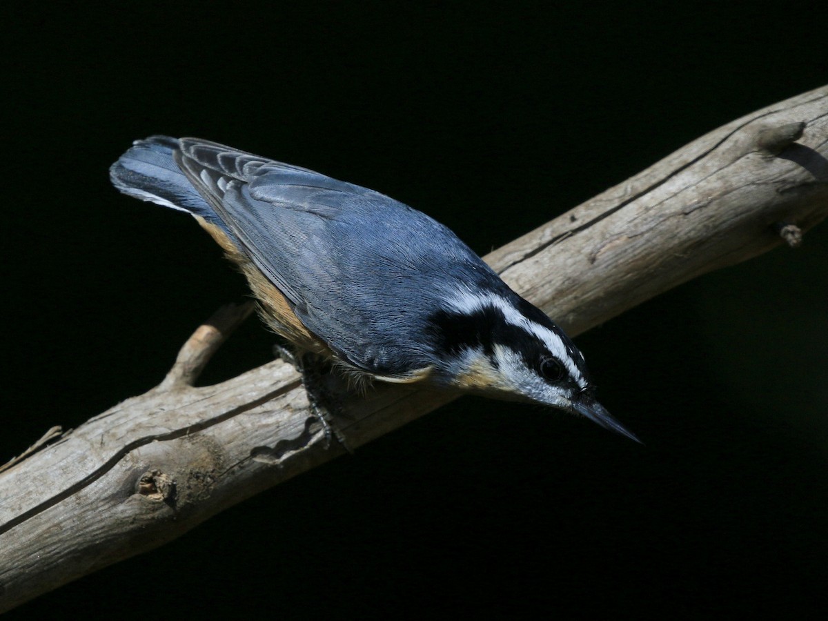 Garrapo kanadarra - ML641994867