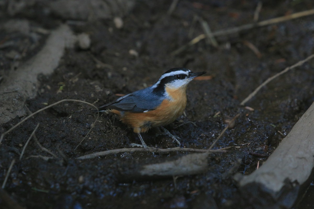 Garrapo kanadarra - ML641994884
