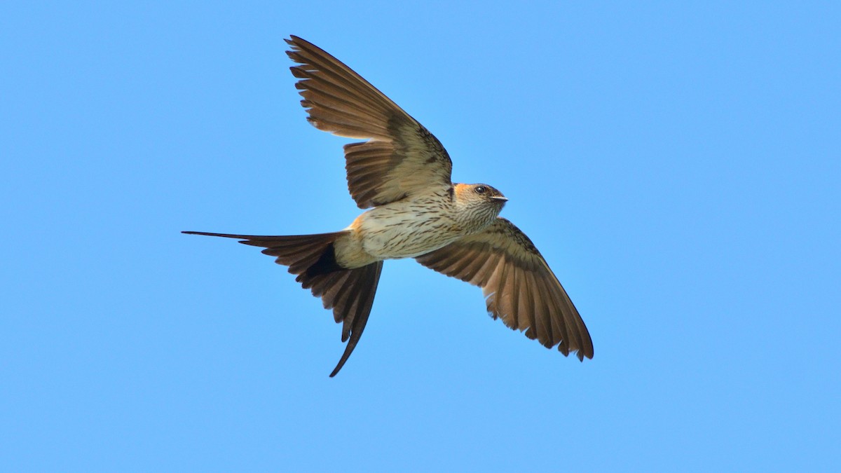 コシアカツバメ - ML641994914