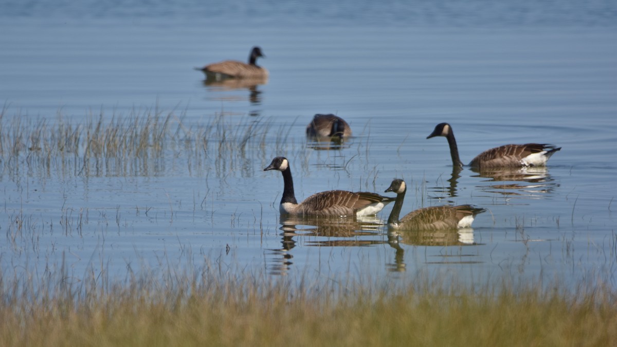 Canada Goose - ML641994917
