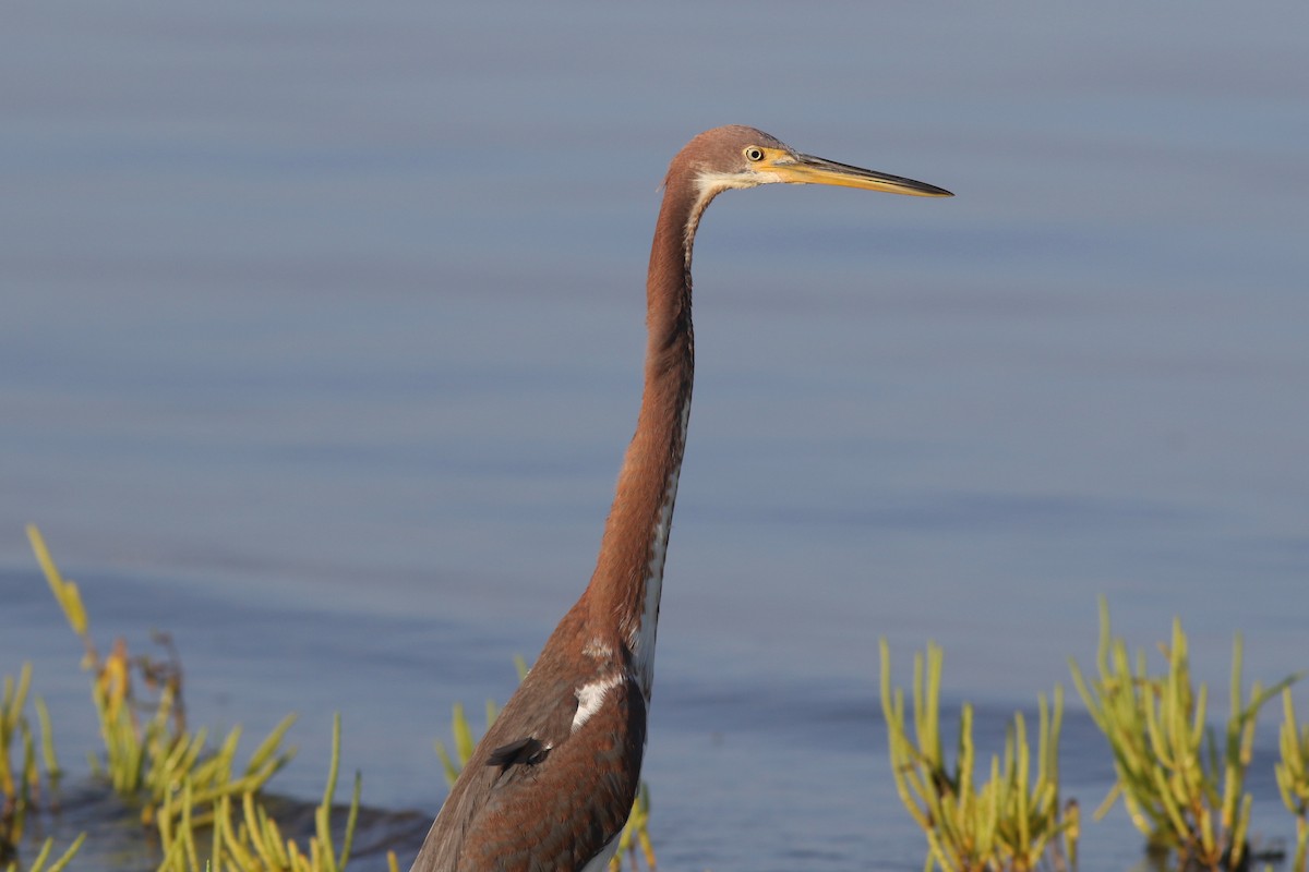 Tricolored Heron - ML641994923