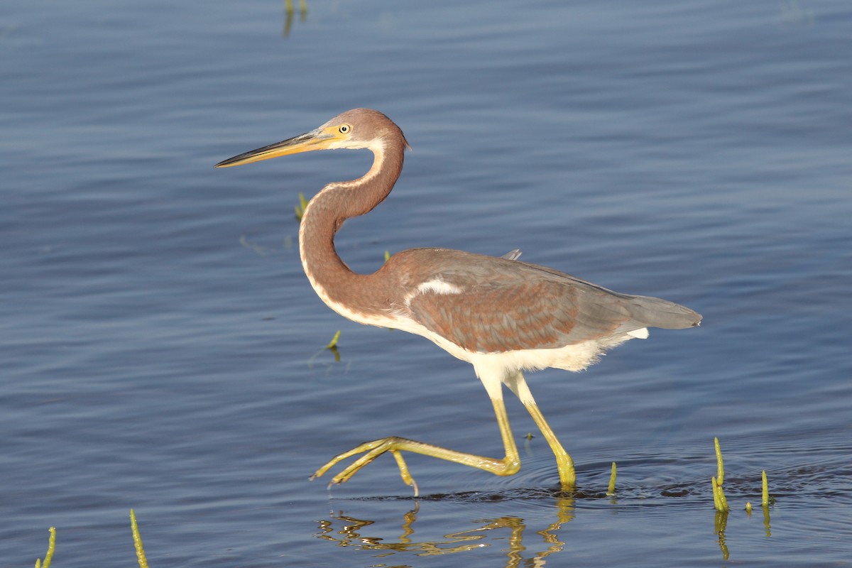 Tricolored Heron - ML641994924