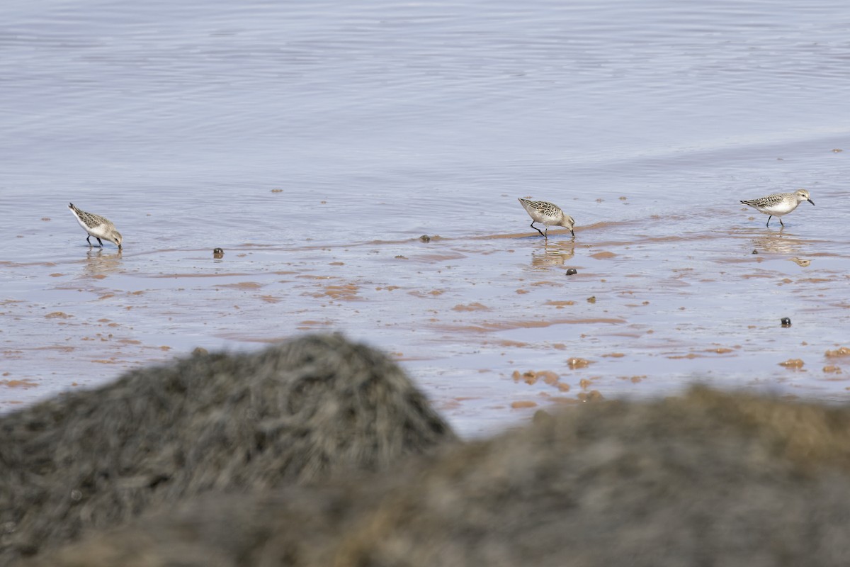Semipalmated Sandpiper - ML641994925