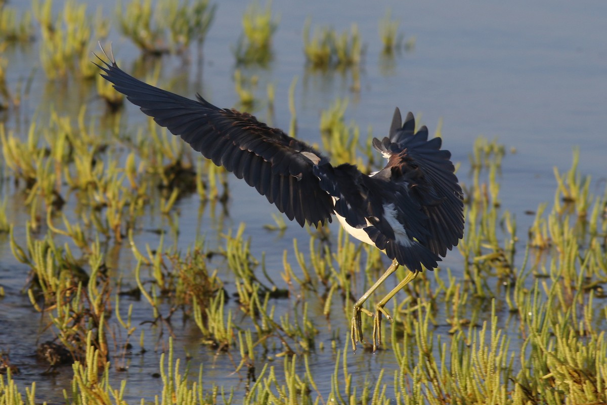 Tricolored Heron - ML641994926