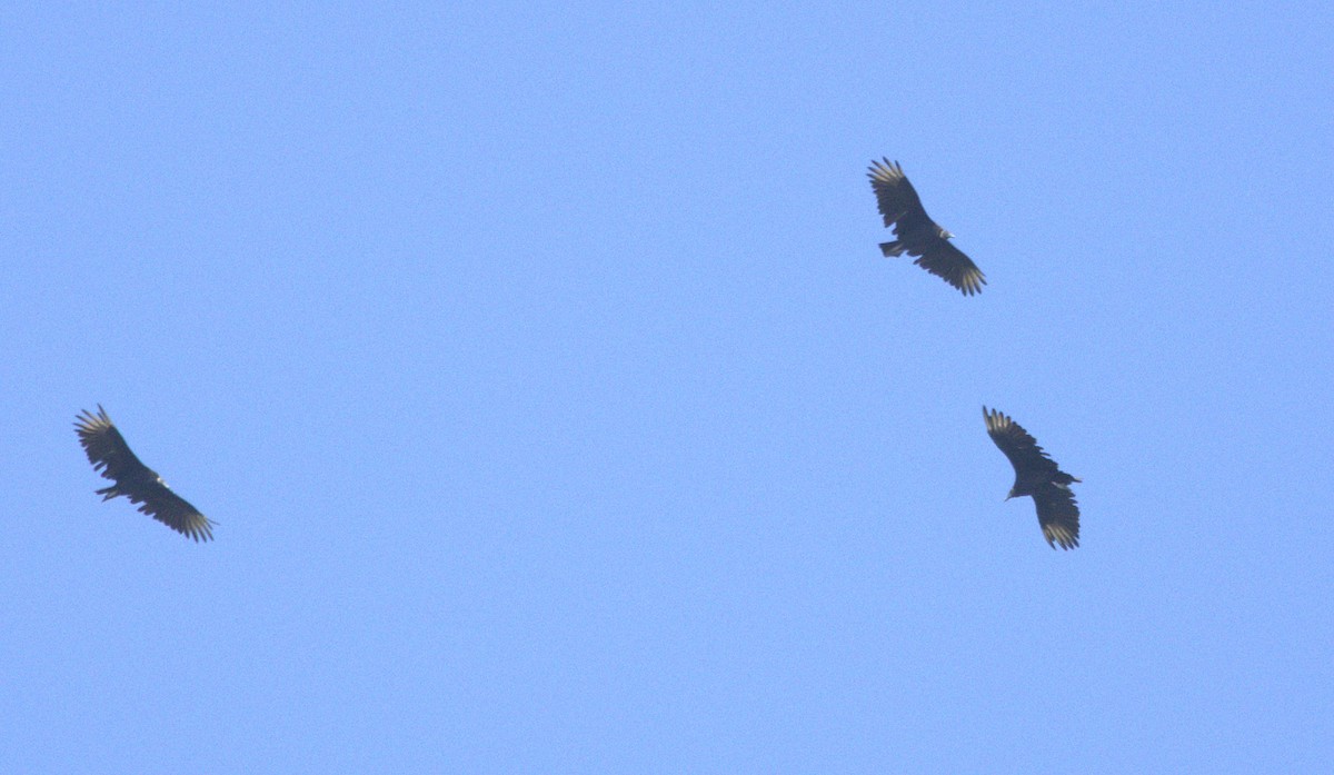 Black Vulture - ML641994945