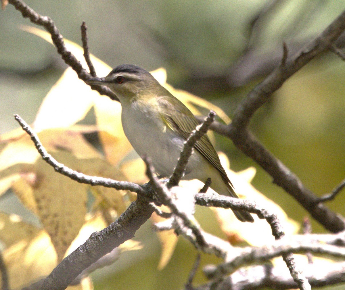 Red-eyed Vireo - ML641994947