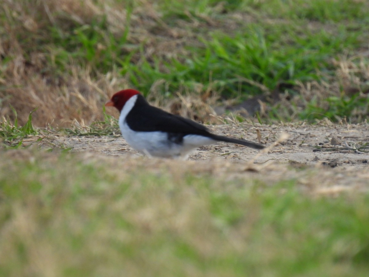 Yellow-billed Cardinal - ML641994956