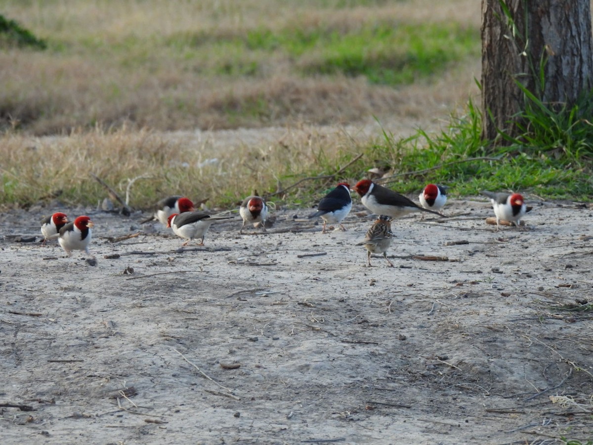 Yellow-billed Cardinal - ML641994957