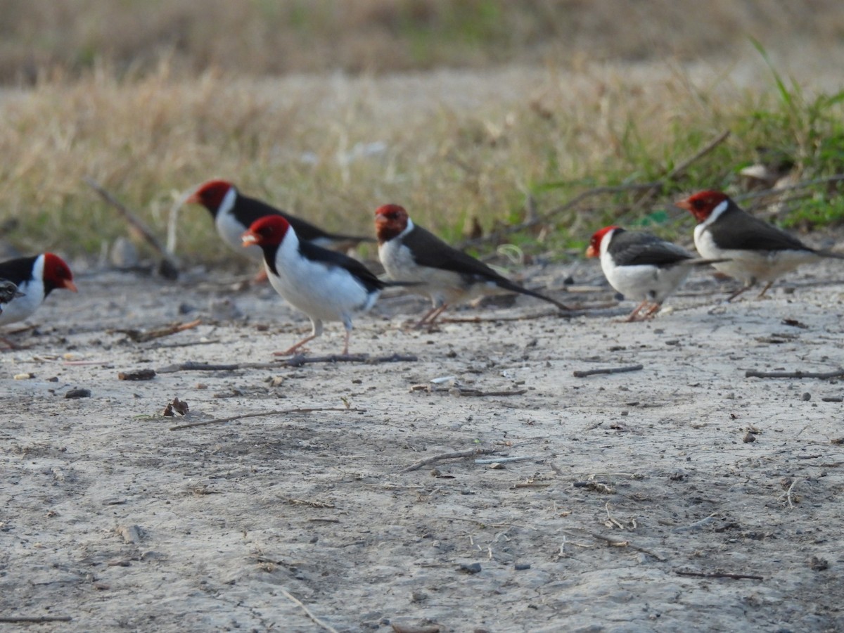 Yellow-billed Cardinal - ML641994958