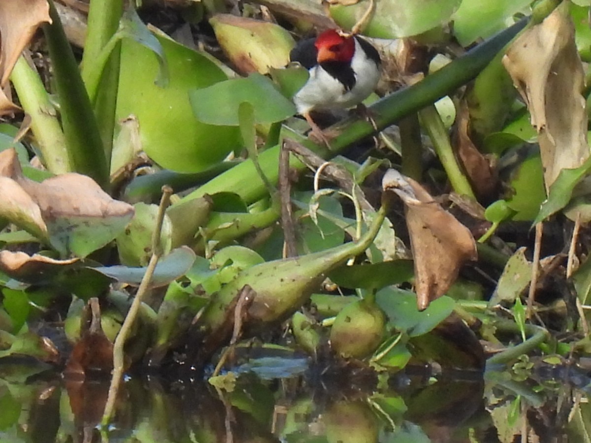 Yellow-billed Cardinal - ML641994959