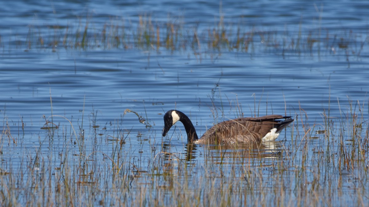 Canada Goose - ML641994975