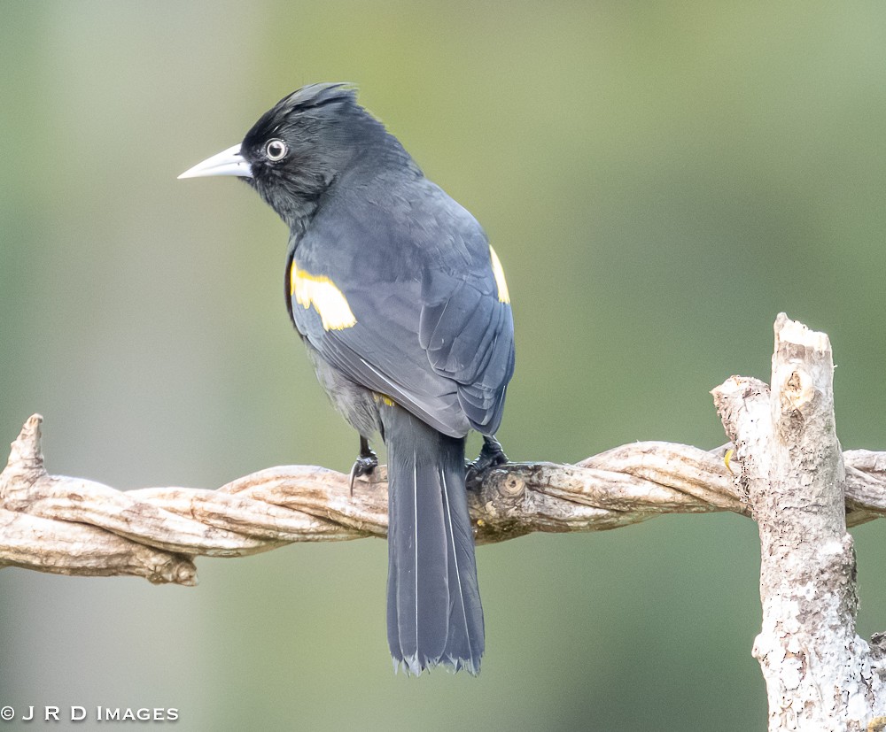 Golden-winged Cacique - ML641994977