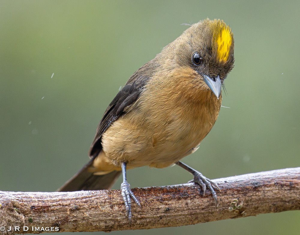 Black-goggled Tanager - ML641994987