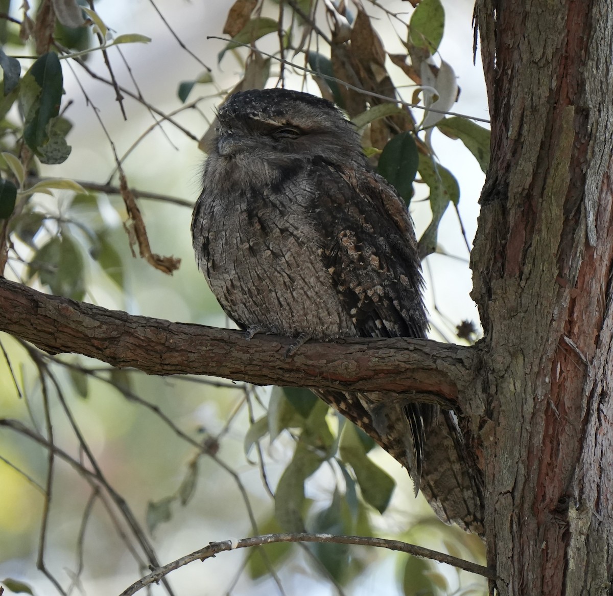 Tawny Frogmouth - ML641995014